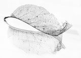 The old leaf Poster och Canvastavla