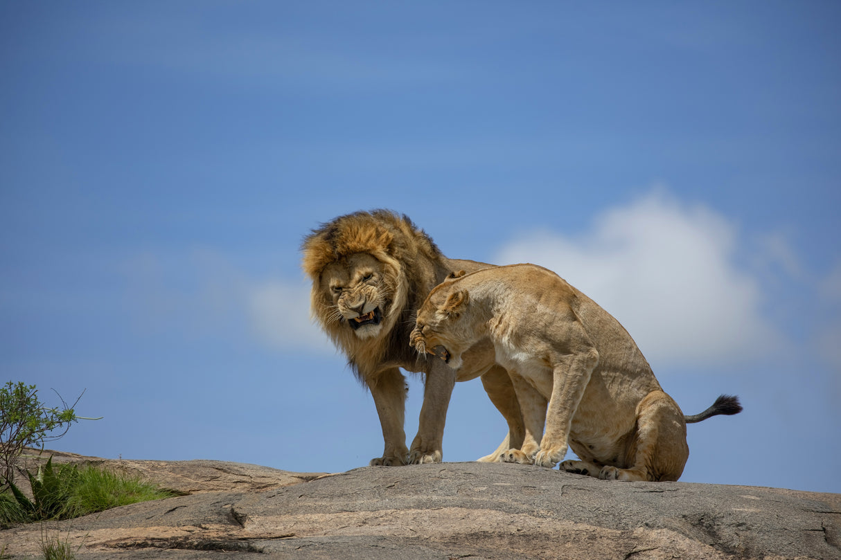 Lions in the Sky Poster och Canvastavla