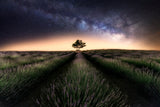 Lavender way Poster och Canvastavla
