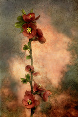 Rouge Passion 2 Poster och Canvastavla