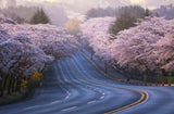 Cherry blossoms Poster och Canvastavla