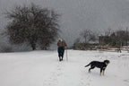 Тtracks in the snow Poster och Canvastavla