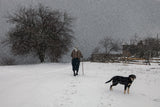 Тtracks in the snow Poster och Canvastavla