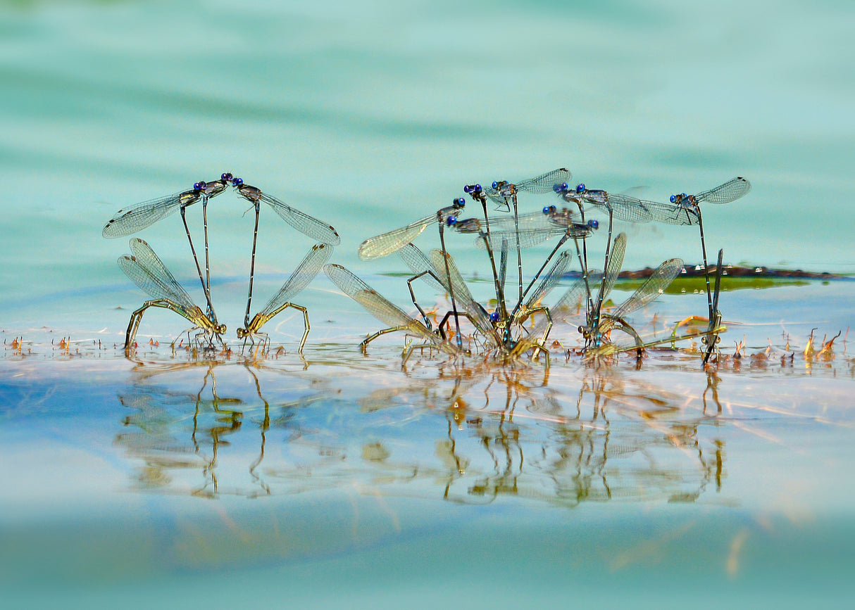 Little Dragonfly Mating Poster och Canvastavla