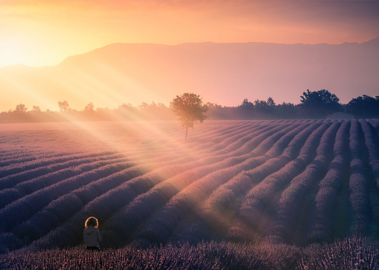 Walking among lavenders A739320 Poster och Canvastavla