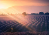 Walking among lavenders A739320 Poster och Canvastavla