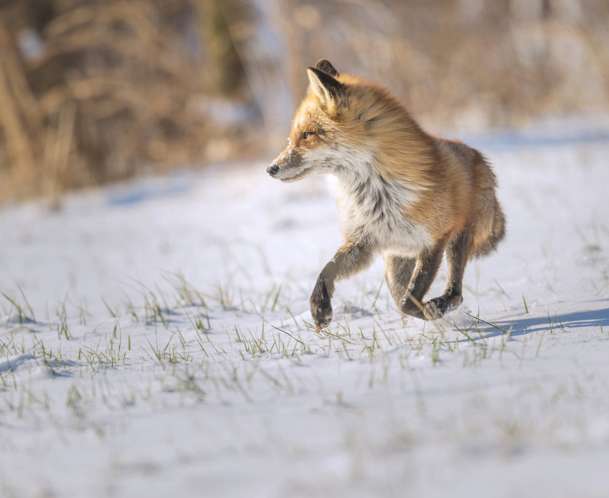Running Fox Poster och Canvastavla