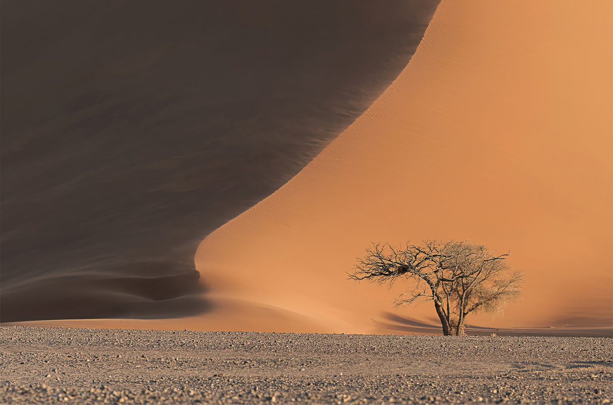 Dune 45 Poster och Canvastavla