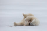 Lazy Play Poster och Canvastavla