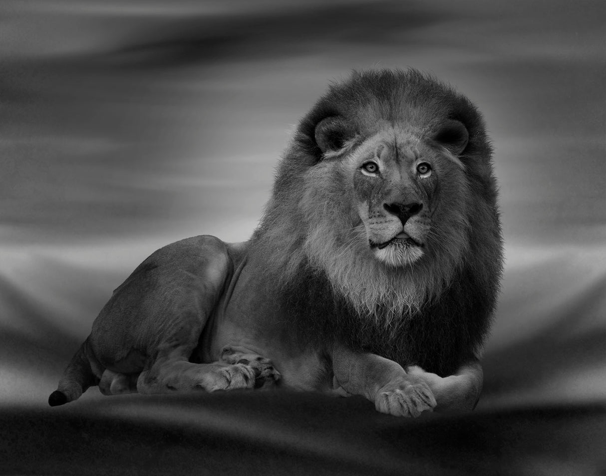 The Lion King Poster och Canvastavla