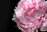 Pink peony IV Poster och Canvastavla