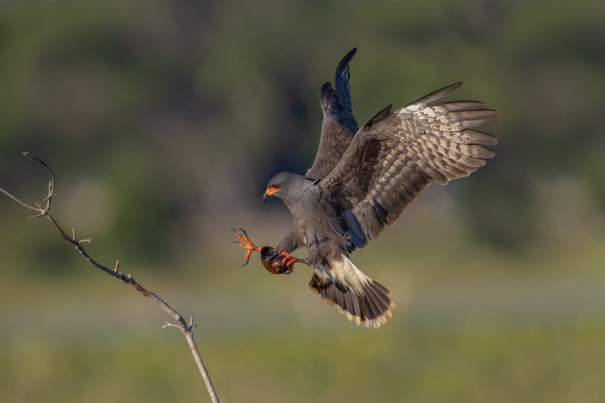 Snail kite II Poster och Canvastavla
