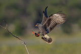 Snail kite II Poster och Canvastavla