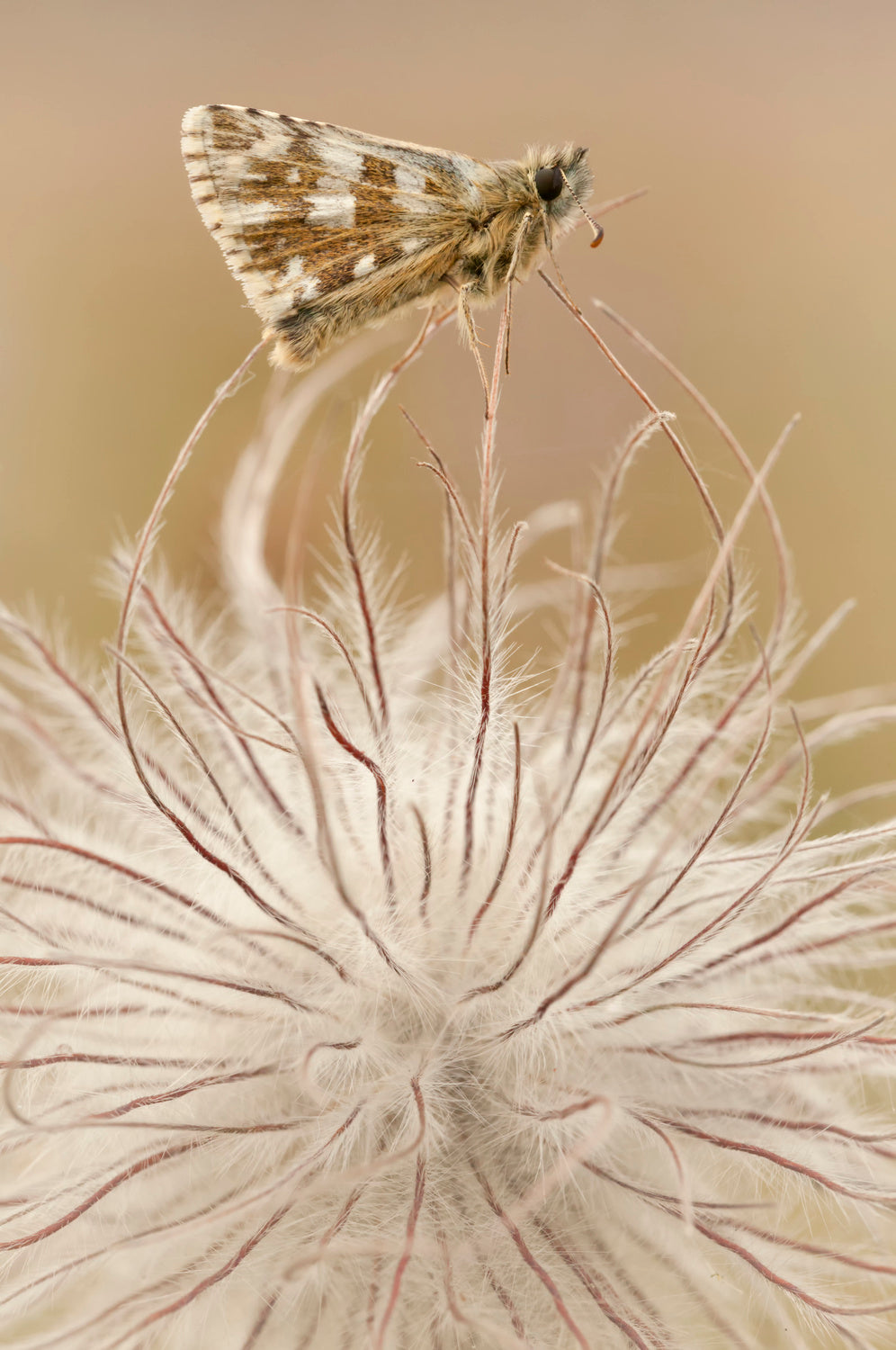 A delicate balance. Poster och Canvastavla