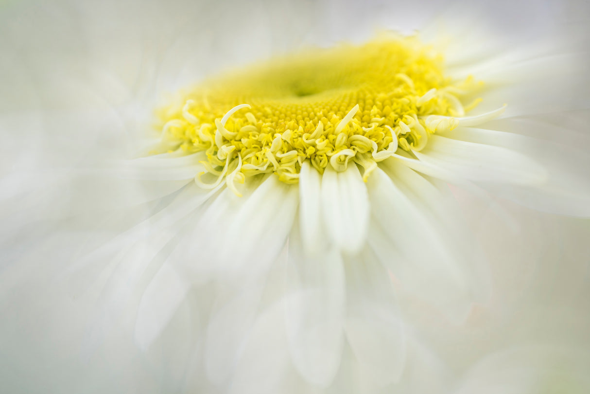Shasta Daisy Poster och Canvastavla
