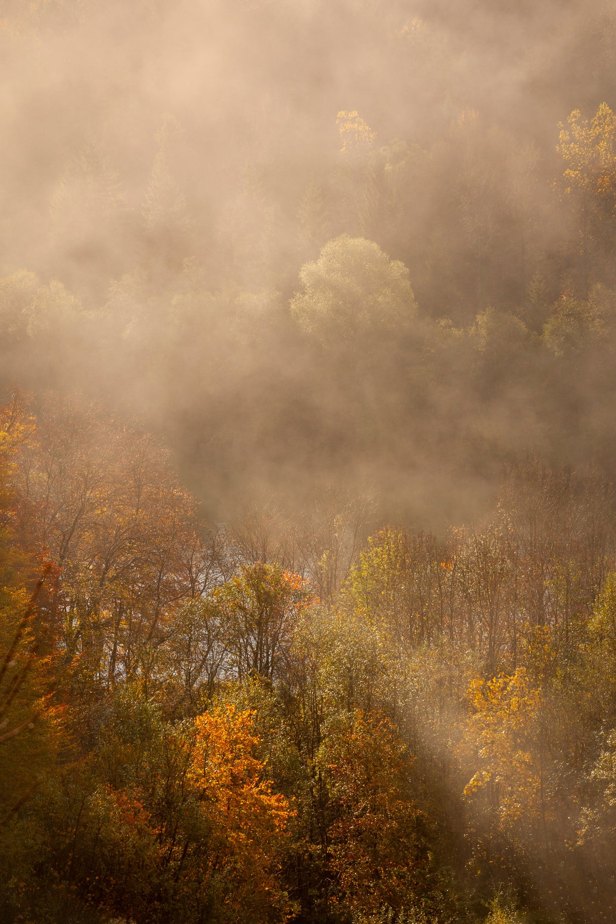 Morning Fog Poster och Canvastavla