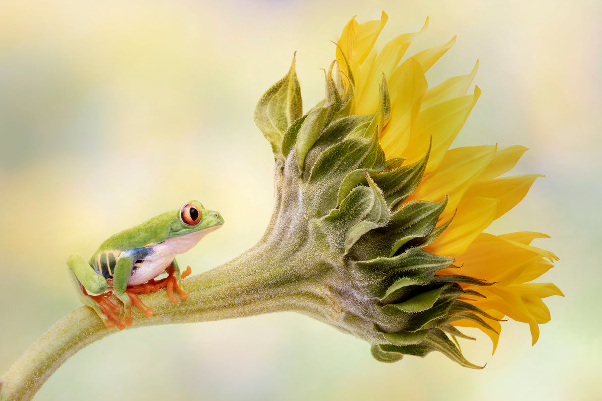 Red Eyed Tree Frog on a Sunflower Poster och Canvastavla
