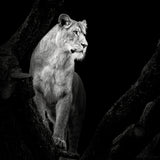 Lioness Poster och Canvastavla