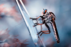 The Predator Poster och Canvastavla