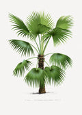 Xxvi Trithrinax B Poster och Canvastavla