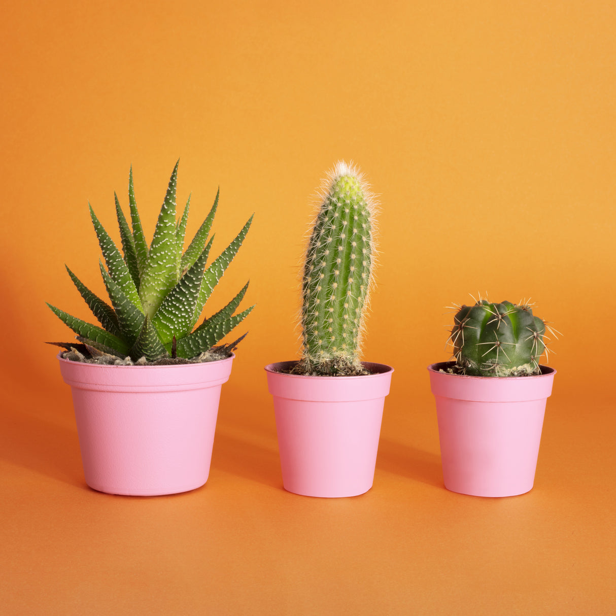 Cactus.2.1 Poster och Canvastavla