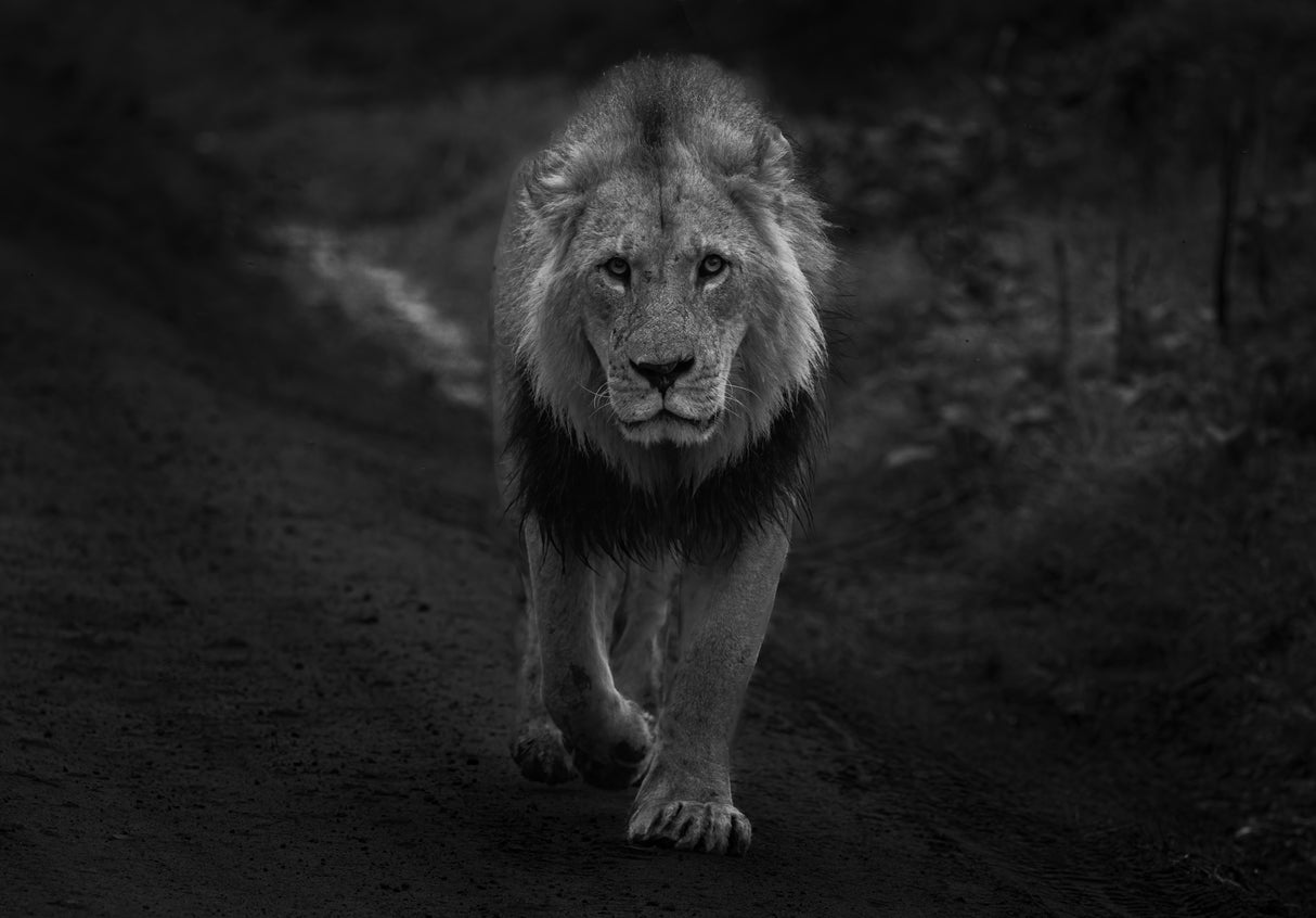 Lion Poster och Canvastavla