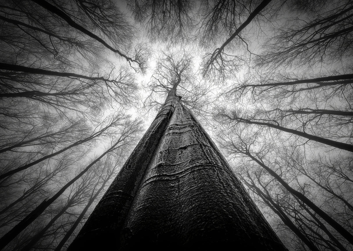 Forest views Poster och Canvastavla