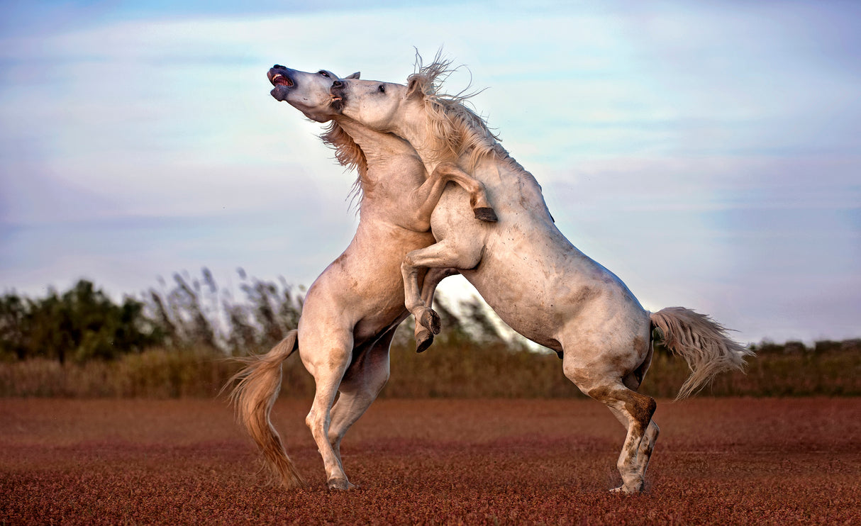 Horses fighting Poster och Canvastavla
