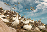 Northern Gannet Colonyedddxd sex ed Poster och Canvastavla
