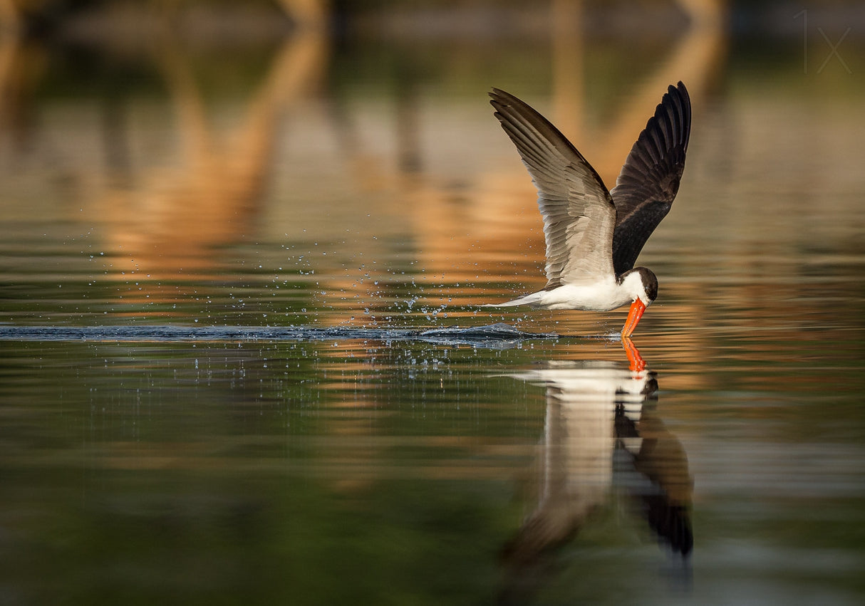 The African Skimmer Poster och Canvastavla