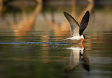 The African Skimmer Poster och Canvastavla