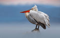 Dalmatian pelican in the mist Poster och Canvastavla