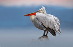 Dalmatian pelican in the mist Poster och Canvastavla