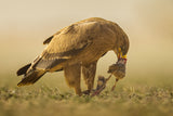 Steppe Eagle Poster och Canvastavla