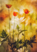 summers atmosphere Poster och Canvastavla