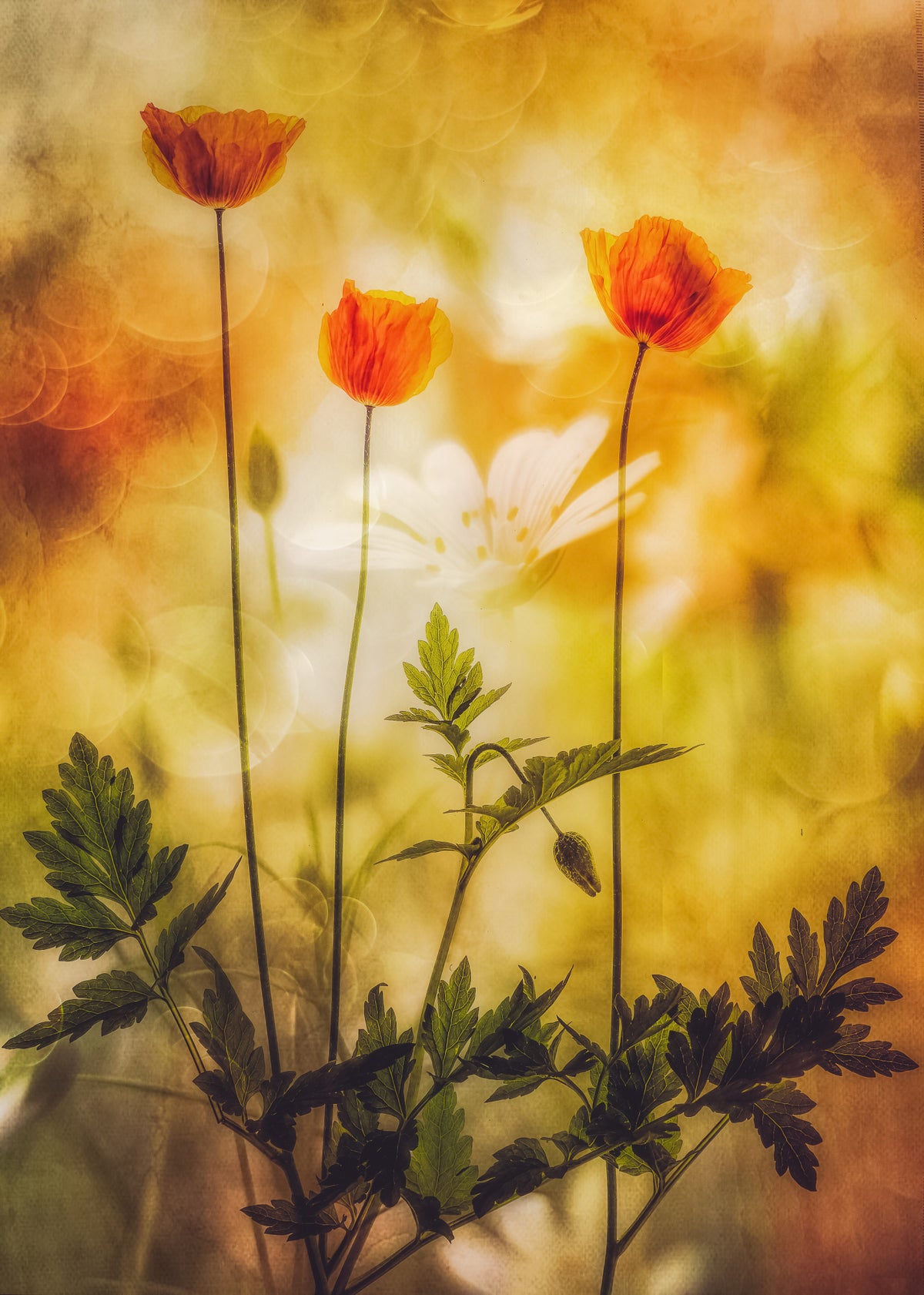 summers atmosphere Poster och Canvastavla
