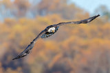 BaldEagle-3 Poster och Canvastavla