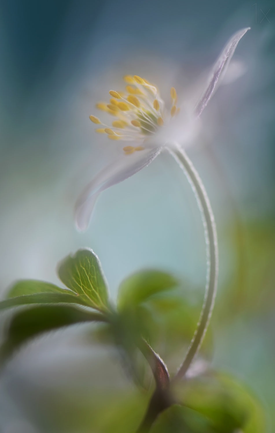 Springtime Poster och Canvastavla