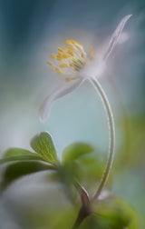 Springtime Poster och Canvastavla