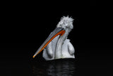 Dalmatian Pelican Poster och Canvastavla
