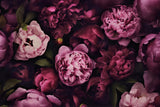 Pastel Peonies Watercolor Flowers Poster och Canvastavla