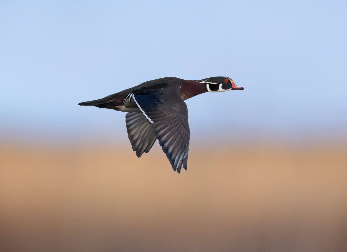 Mandarin Duck Poster och Canvastavla