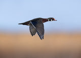 Mandarin Duck Poster och Canvastavla