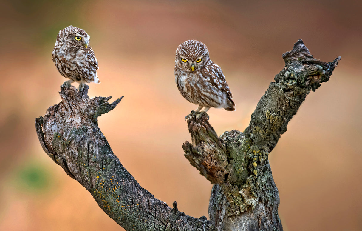Little Owls Poster och Canvastavla