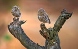Little Owls Poster och Canvastavla