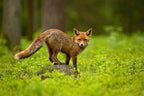 Red Fox Poster och Canvastavla