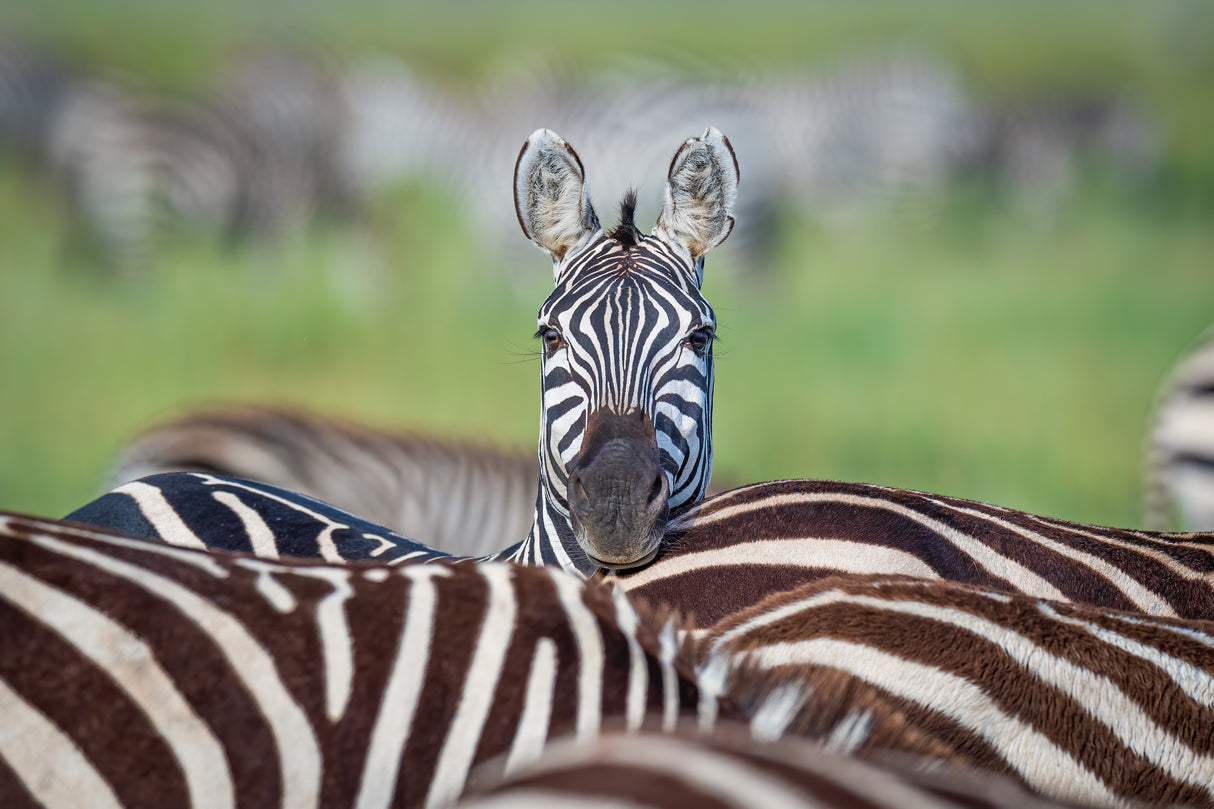Make a difference....stand out in the crowd Poster och Canvastavla