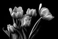 Tulip Poster och Canvastavla
