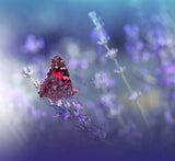 Queen of Flowers.. Poster och Canvastavla