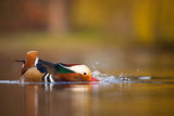 Mandarin duck Poster och Canvastavla